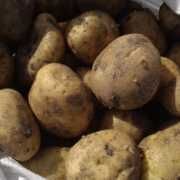 Товарна  картопля  Арізона  продам оптом від 1 т