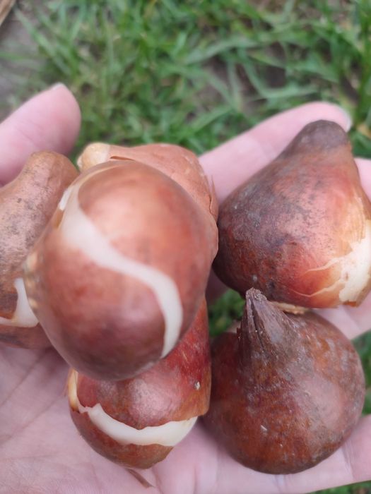 Cebulki tulipanów oraz szafirków