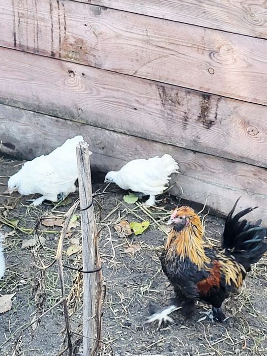 Kury ozdobne sprzedam.