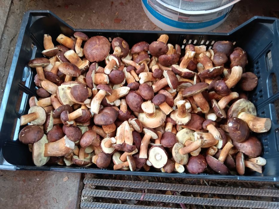 Grzyby podgrzybki świeże!!