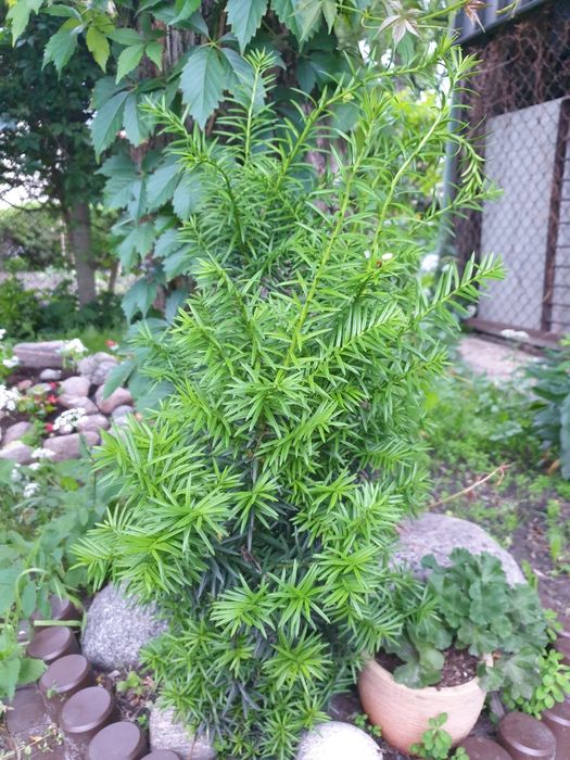 Piękny " Cis ". Sadzonka.