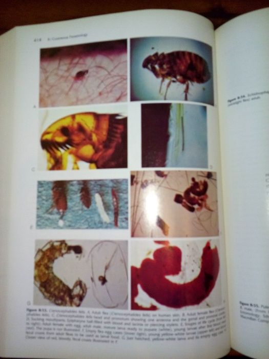 VETERINÁRIA - Small Animal Dermatology 4th Ed. - Muller, Kirk & Scott