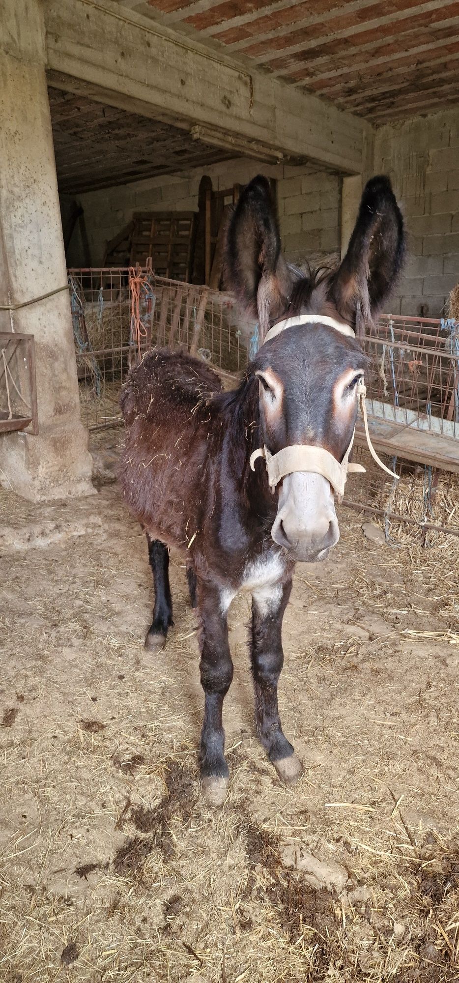 Burro mirandês interio com 2 anos