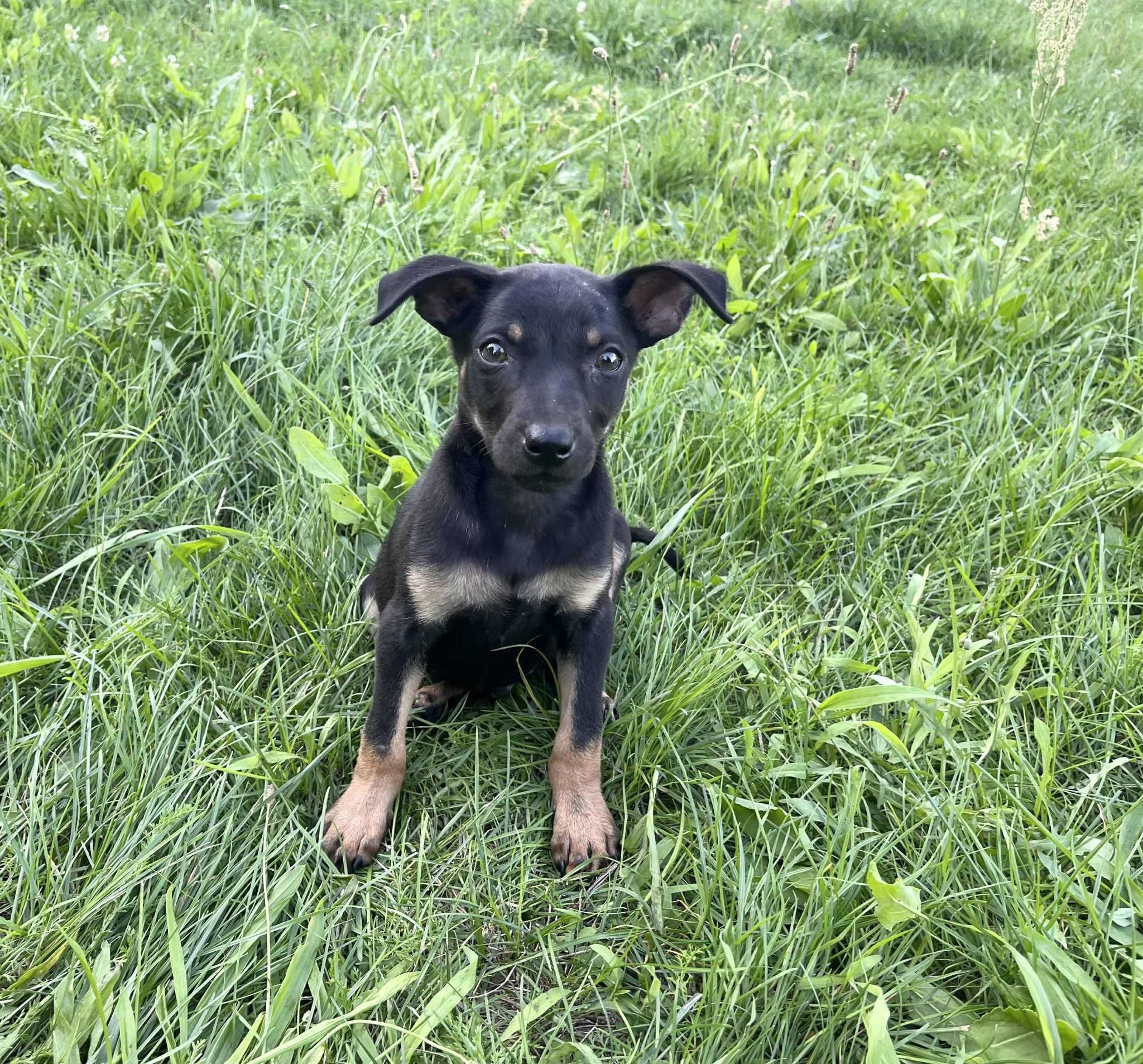 Samborek cudny szczeniak do adopcji