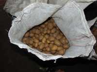 ziemniaki sadzeniak  odmiana niemka