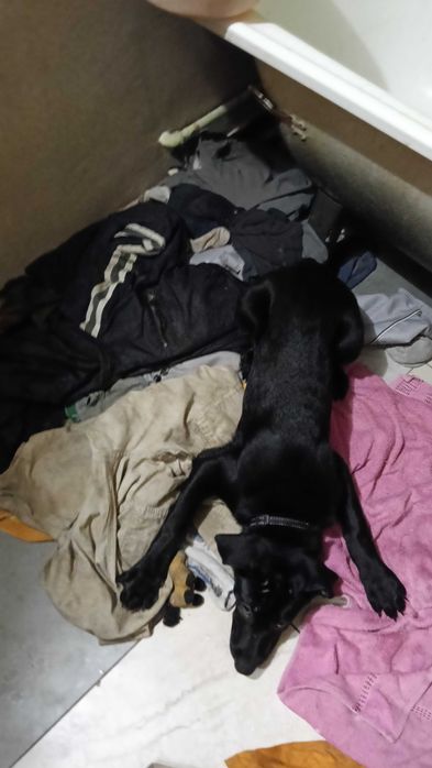 Odam pieska  za darmo