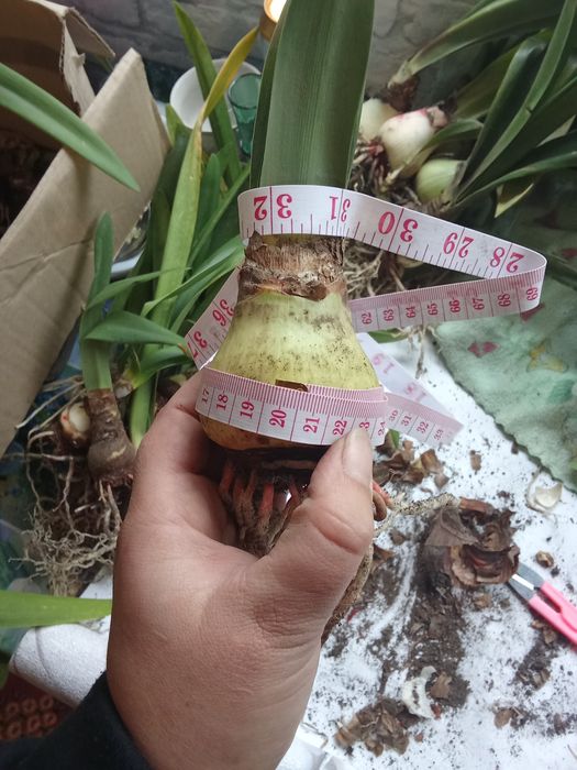 Кімнатні рослини (гіпеаструм, амариліс)