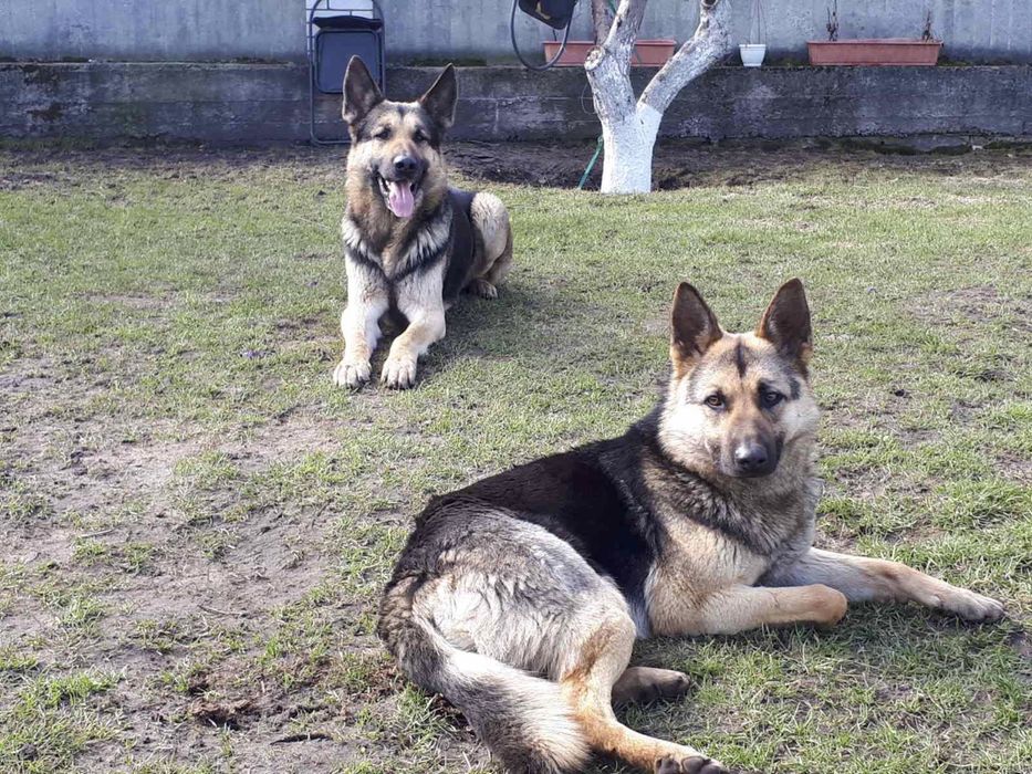 Цуценята Східно-Європейської вівчарки ВЕО щенки