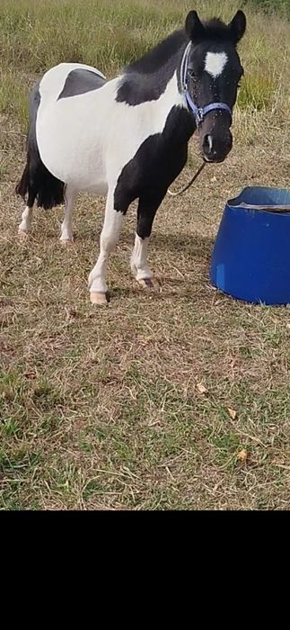 Pónei cheia dum malhado