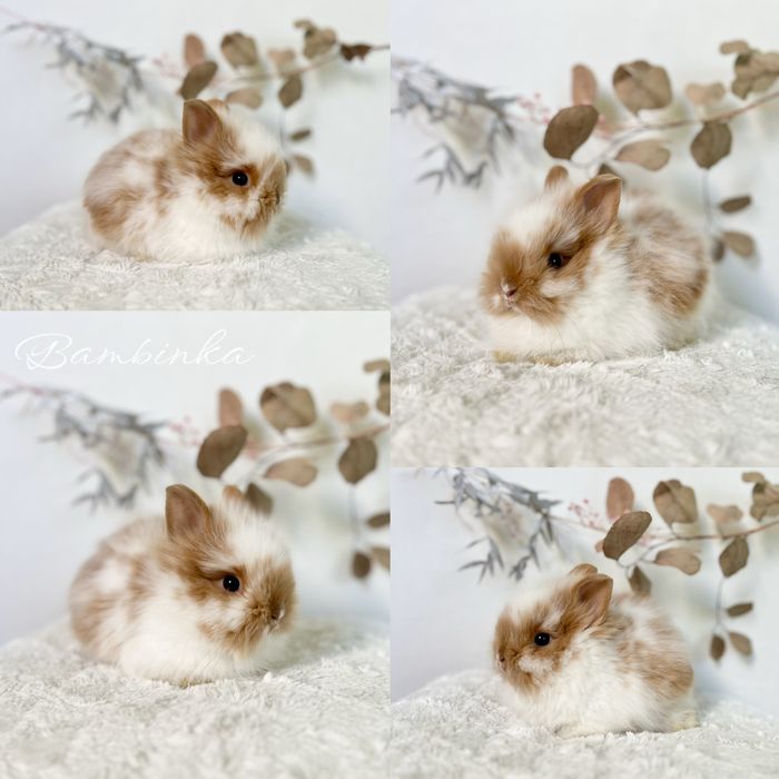 Króliczki Karzełki waga 800gram-1.2kg, Teddy i Mini lop