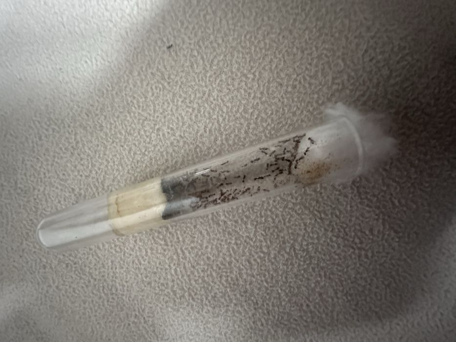 Tetramorium Semilaeve 60w