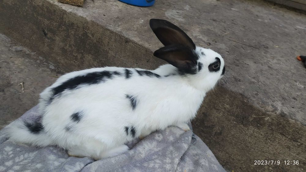 Молодняк кроликів