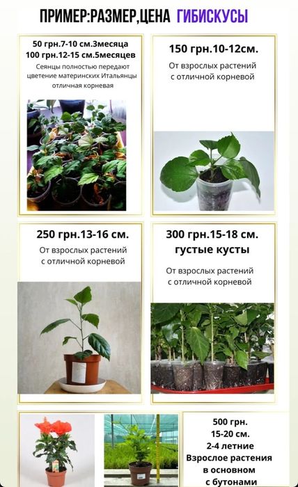 Излишки моих Гибискусов