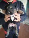 Cachorro para adoção responsável