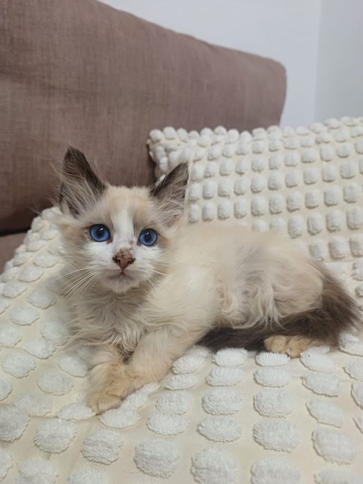 Gatinhos bebés para adoção responsável