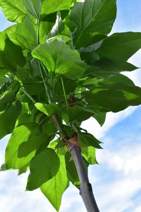 Katalpa Catalpa Surmia Bignoniowa Nana 1,5m - 2,3m