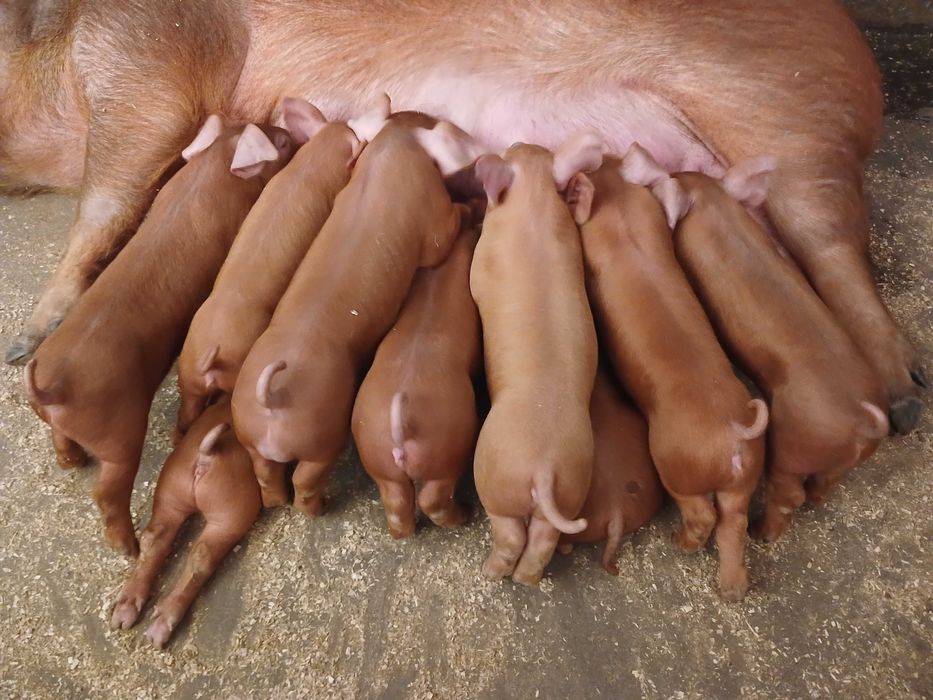 Поросята породы Дюрок
