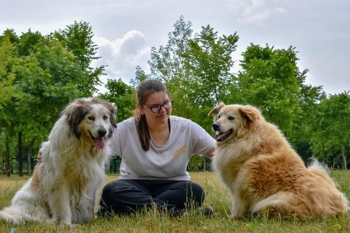 Piękny pies Chmurka szuka Domu! W schronisku jest od szczeniaczka...