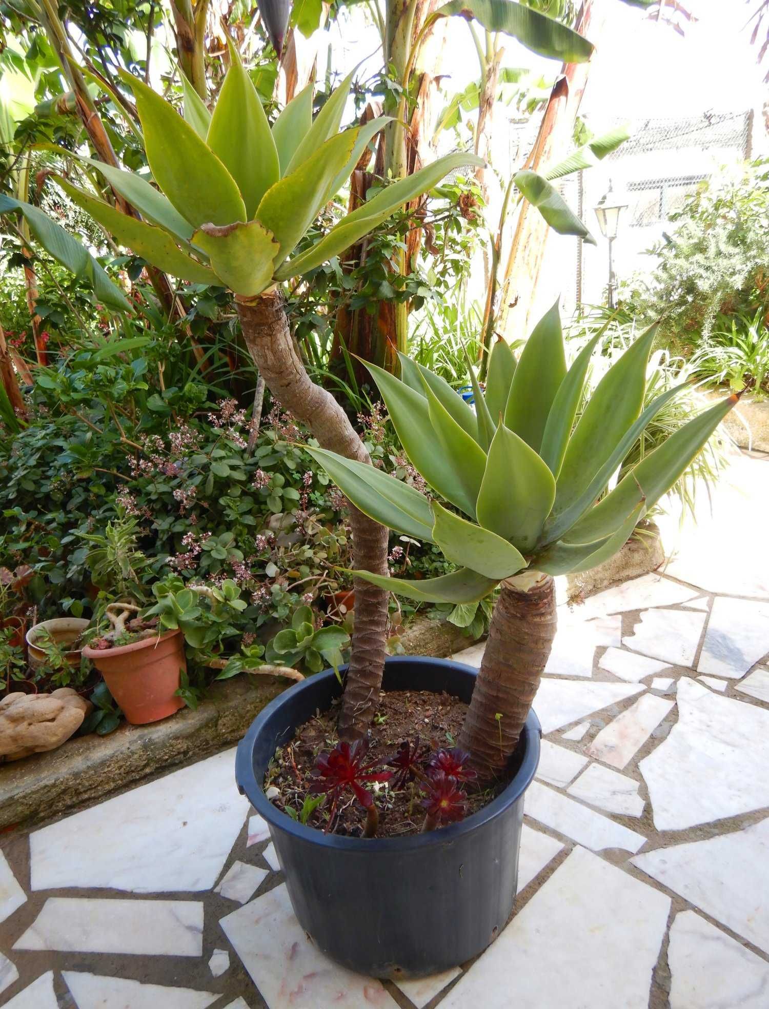 2 Catos AGAVES em vaso