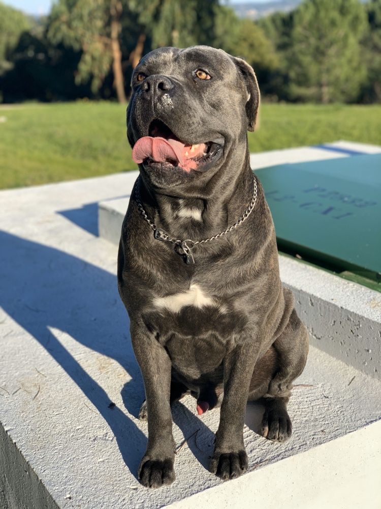 Cane corso p/acasalar