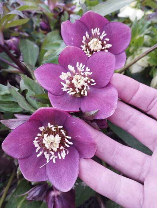 Морозники  чемерники