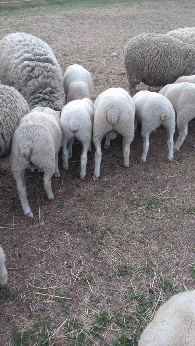 Sprzedam owce białogłowa