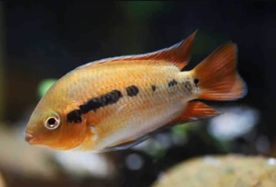 Pielęgnica miodowa - Herotilapia multispinosa - dowóz, wysyłka