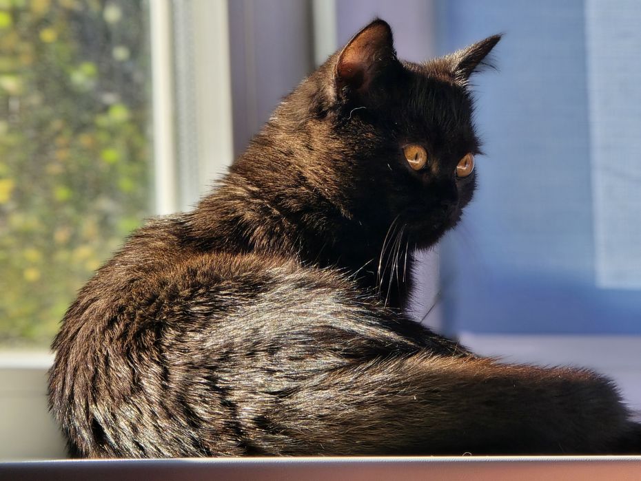 Шоколадний хлопчик