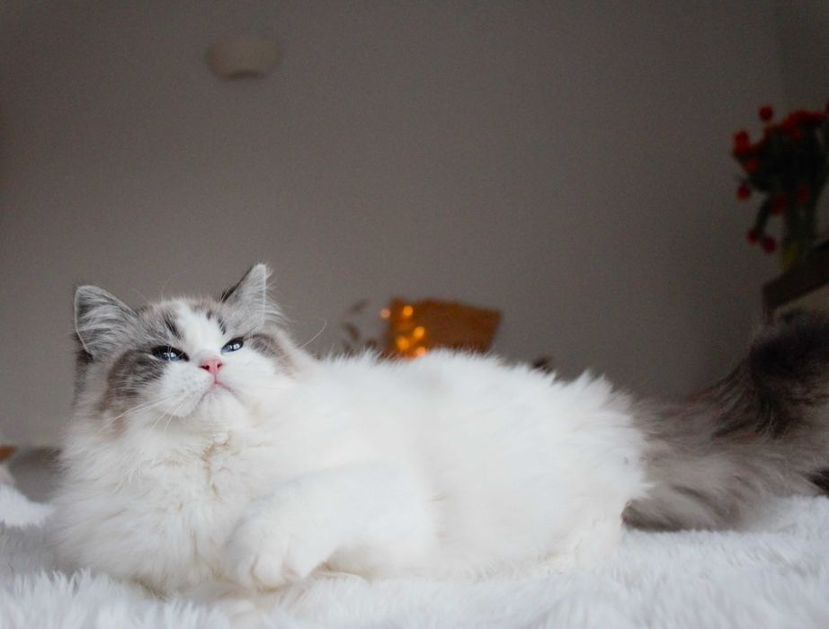 Kotka Ragdoll-rodowód FPL