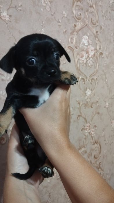 Продам щенков чихуахуа