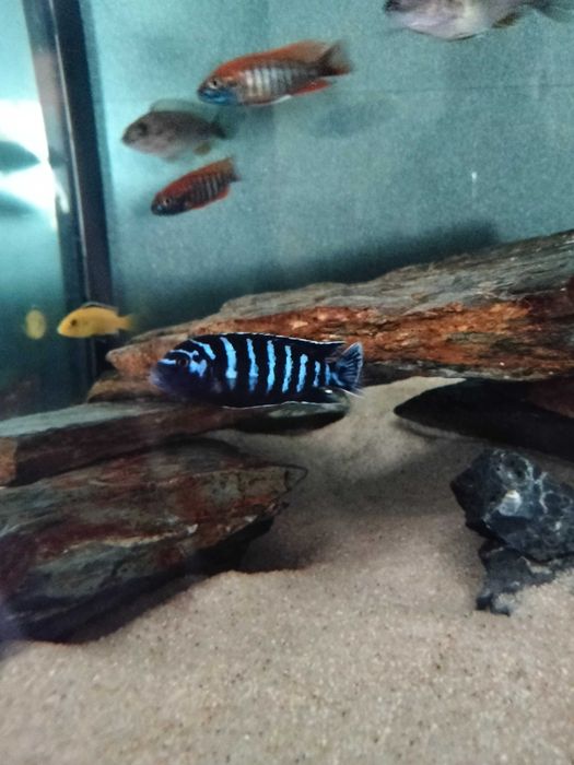 Ciclídeos africanos  - macho chindongo Demasoni (pombo)