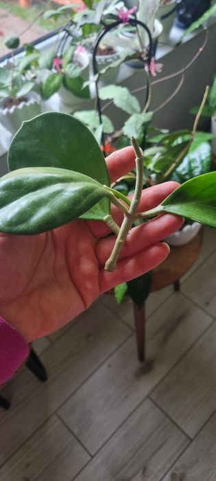 Hoya Pachyclada cięta w trakcie ukorzeniania