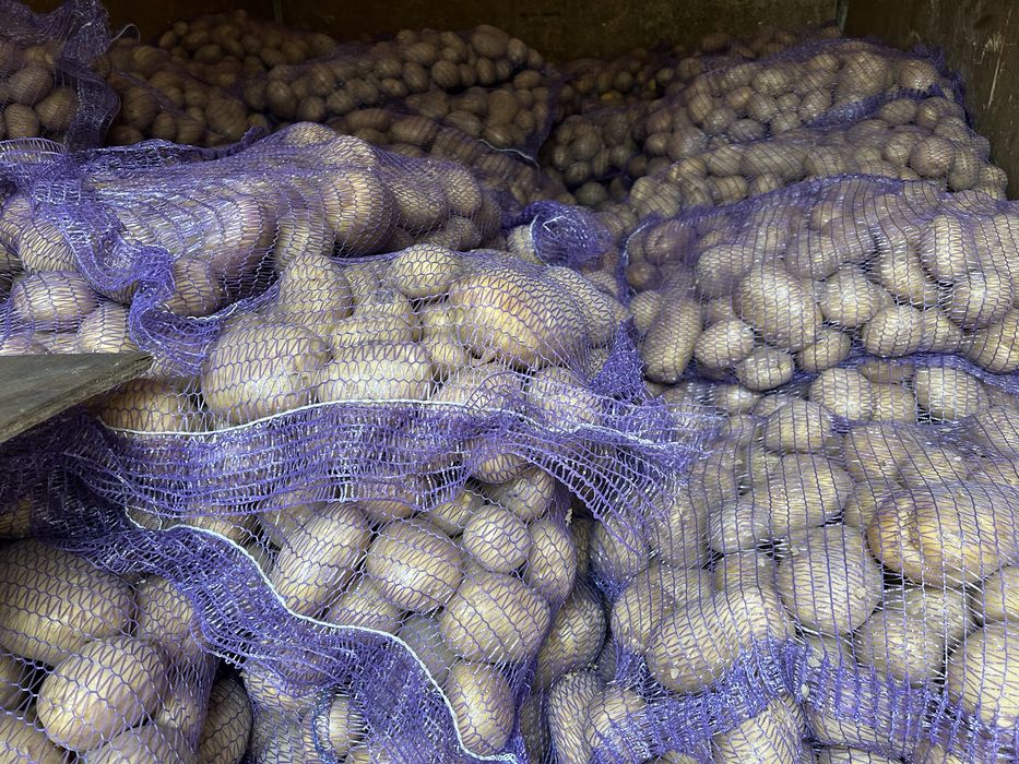 Продам картоплю картошку с доставкою під будинок 16гр від 200 кг-14 гр