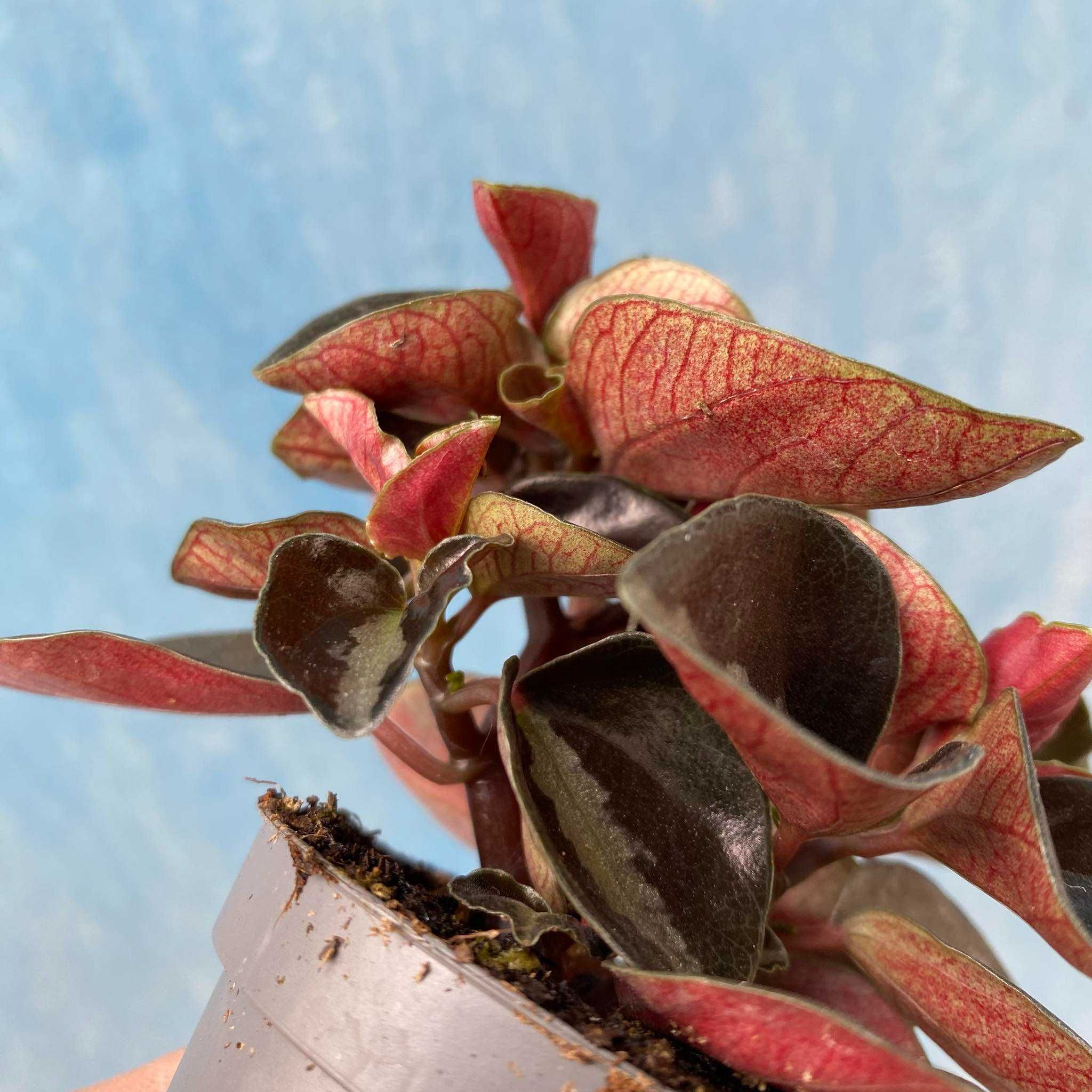 Peperomia Colombiana