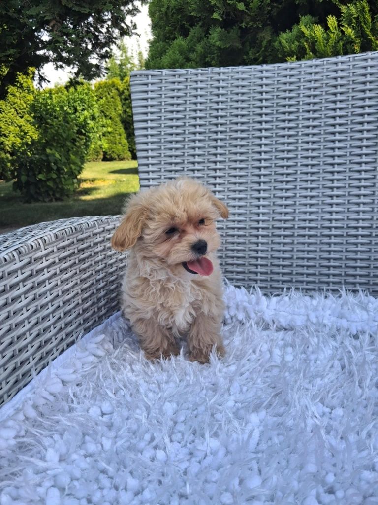 Piękna Sunia Maltipoo XS