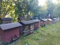 Ule warszawskie zwykle, rodziny pszczele
