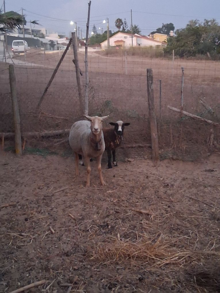 Vendo ovelha e duas borregas e um borrego