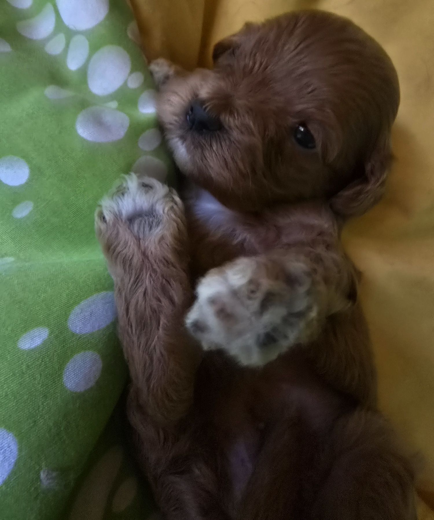 Piesek cavapoo cavadoodle toy