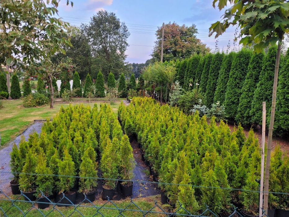 Tuje Szmaragd krzewy