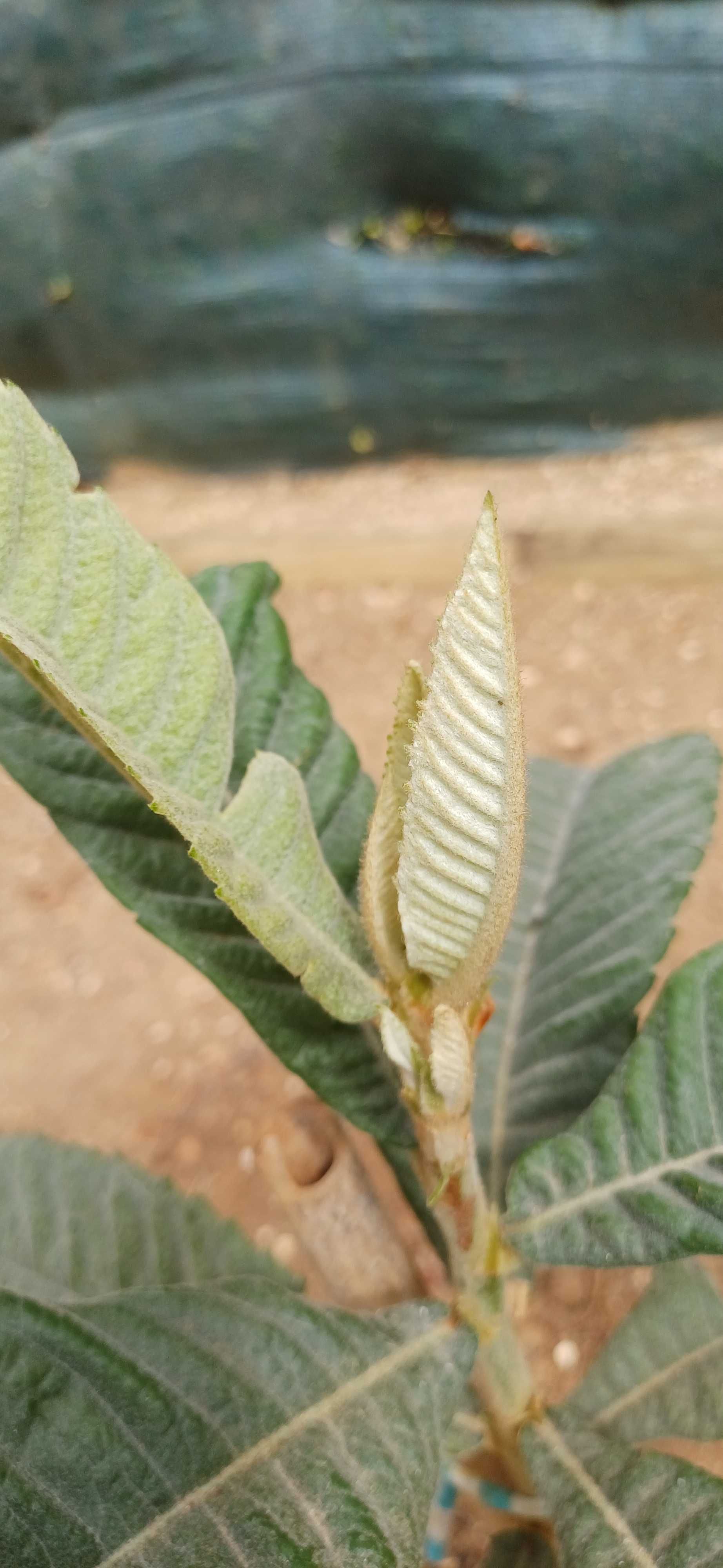 Árvore de Fruto Nespereiras