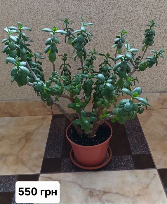 Вазон грошове дерево,  товстянка, крассула отава