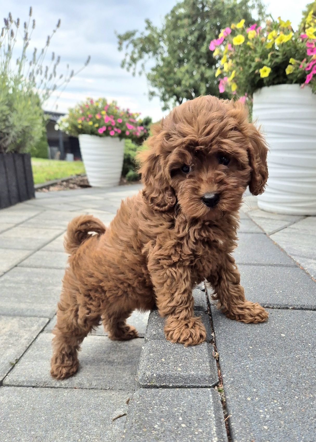 Cavapoo F1B  SUNIA