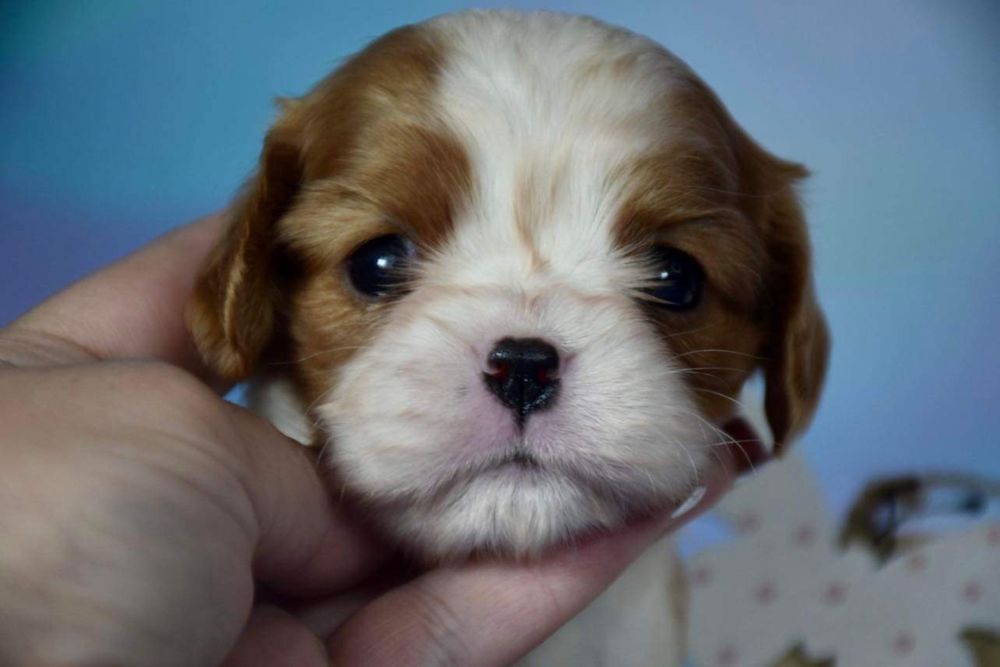 Sunia Cavalier King Charles Spaniel FCI