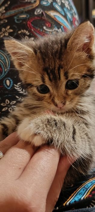 Кошеня в добрі руки