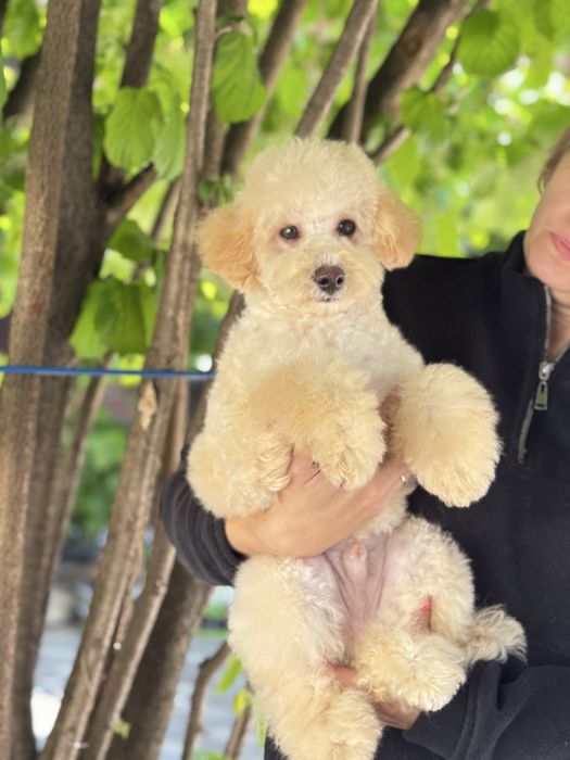 Мальтипу мальчик