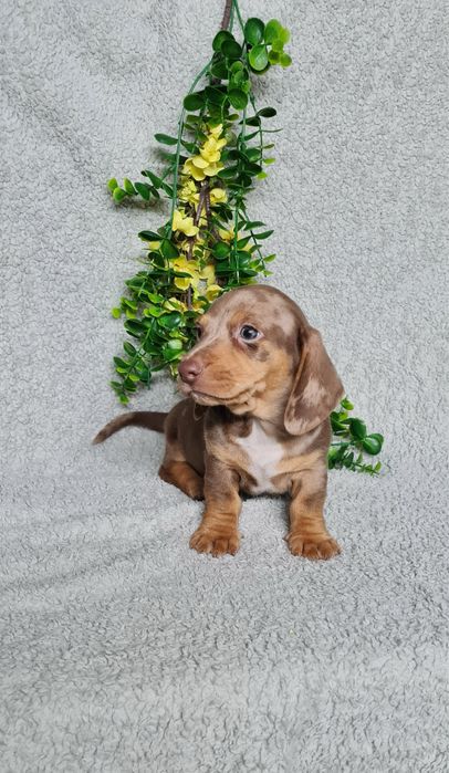 Estupendo Teckel choco arlequim de Qualidade