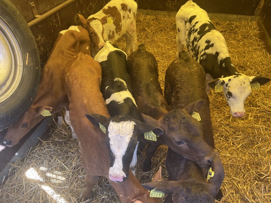 Cielaki byczki jałóweczki