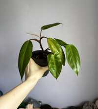 Philodendron Painted lady cała roślina