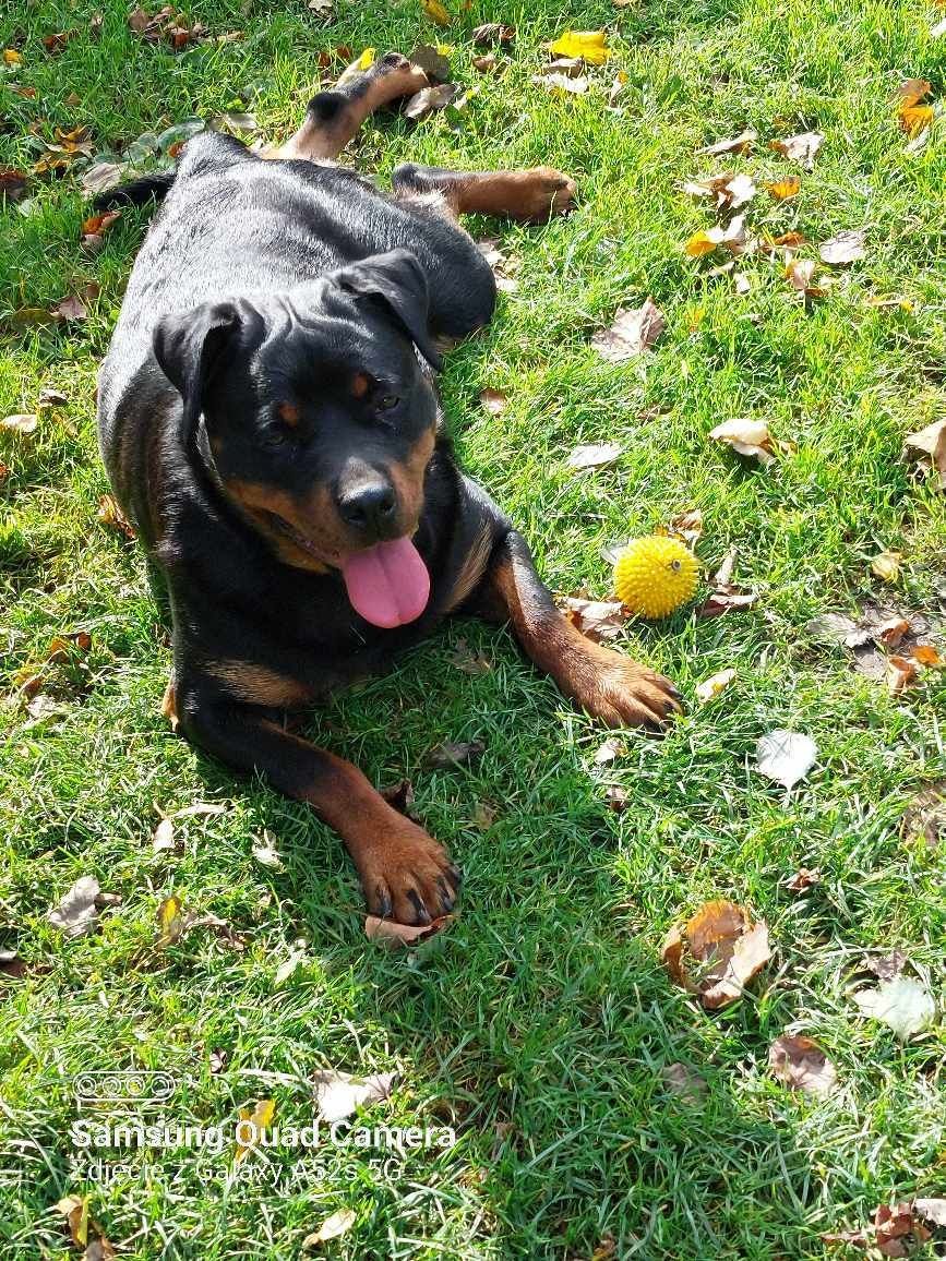 Rottwailer piesek