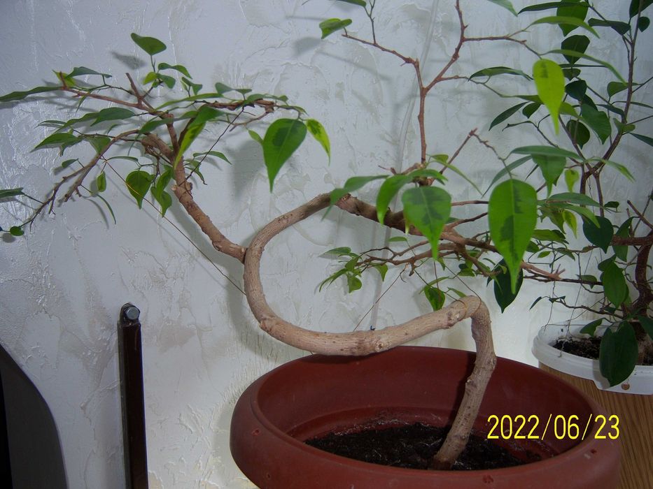 Продам бонсай - фікус мікрокарпа Гінсенг